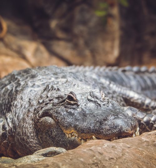 Large alligator waiting for next meal in the zoo