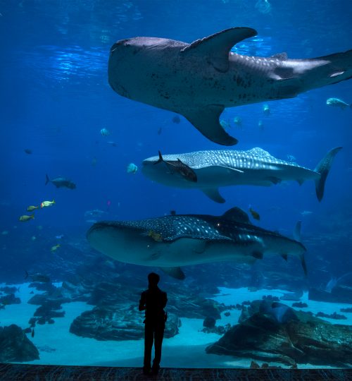 group of People observing fish at an aquarium