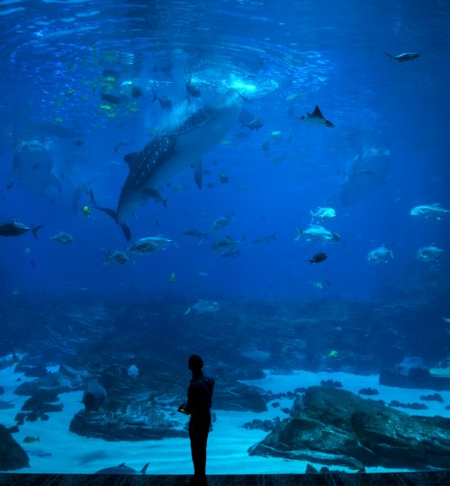 group of People observing fish at an aquarium