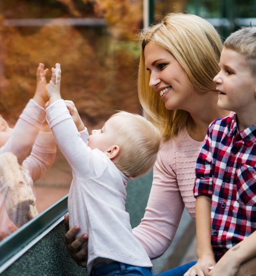 Tourists family watching the insect in terrarium at zoo