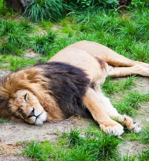 Sleeping Lion.