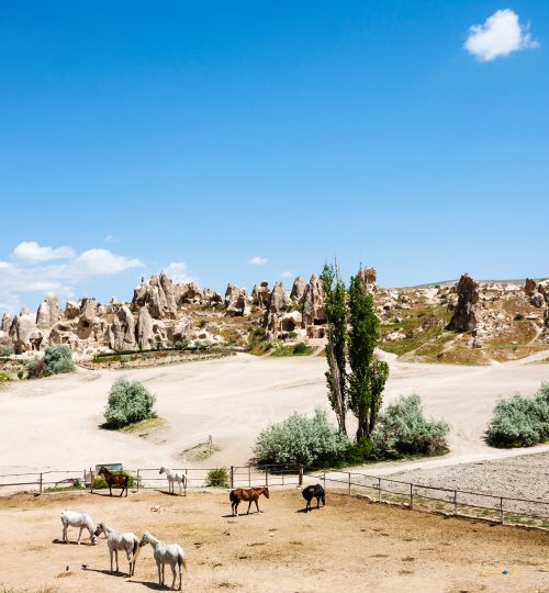 Travel to Turkey - horse paddock near ancient monastic settlement near Goreme town in Cappadocia in spring