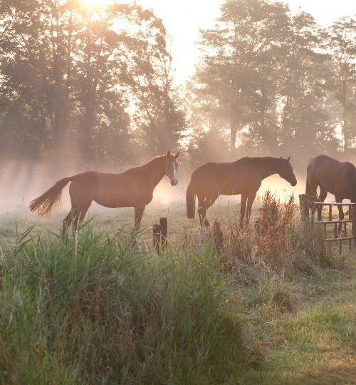 horses in misty sunbeams on pasture