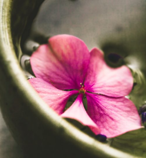 Spa natural concept. Dayspa water with flower.  Spa and wellness setting. Spa floral water