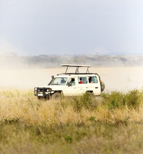 One safari car in high speed on game drive at the great plains of Serengeti, Tanzania.